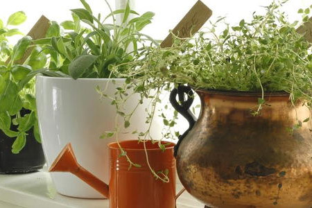 Grow an Indoor Herb Garden