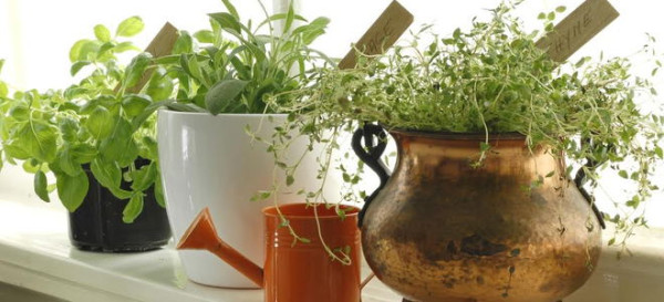 Grow an Indoor Herb Garden