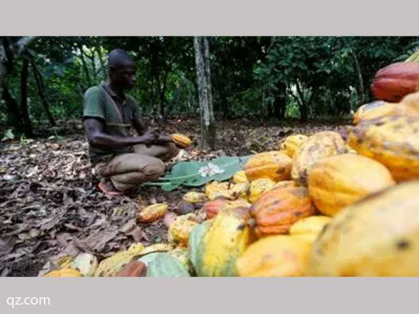 Cocoa farmers to receive monthly pension pay at age 65