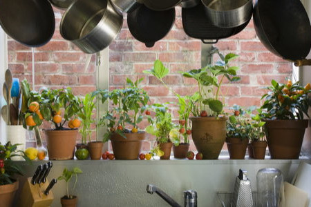 What Vegetables Can You Grow Indoors in Winter?