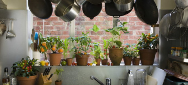 What Vegetables Can You Grow Indoors in Winter?