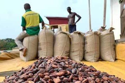 Weather affects cocoa production in Ghana, Cote d’Ivoire