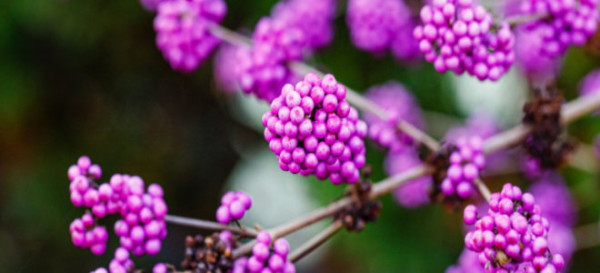 10 Shrubs for Beautiful Fall Color