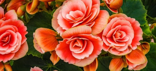 30 Flowers Fall Gardeners Love