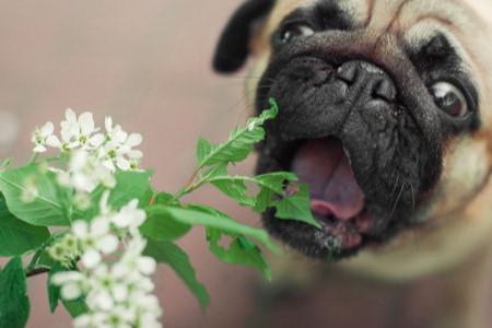 Plant Pet Safety