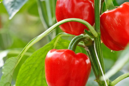 How to Grow Bell Peppers Hydroponically