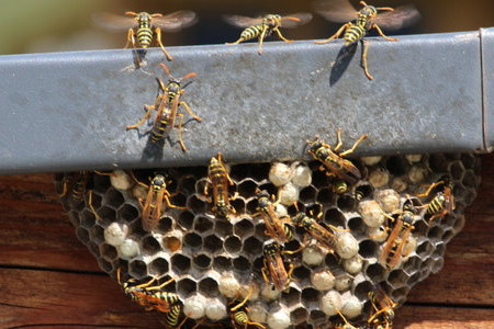 How to Get Rid of Wasps Under Siding