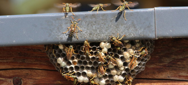 How to Get Rid of Wasps Under Siding