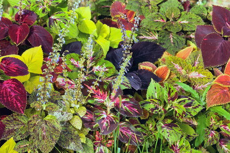 Treating Pests That Attack Your Coleus