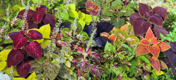 Treating Pests That Attack Your Coleus