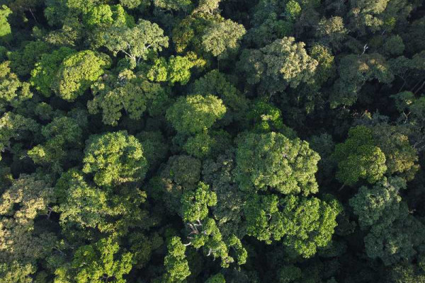 New Interim Forest Stewardship Standard validates responsible forest management in Ghana