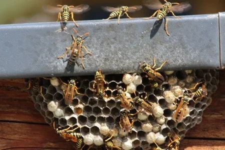 How to Get Rid of Wasps Under Siding 