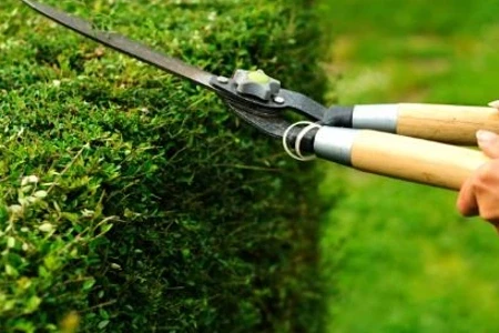 Pruning: When to Use a Lopper vs Pruner vs Shears 