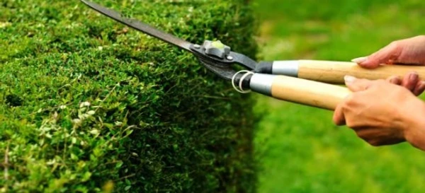Pruning: When to Use a Lopper vs Pruner vs Shears