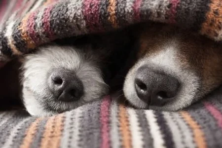 A Guide to Pet-proofing Your House 