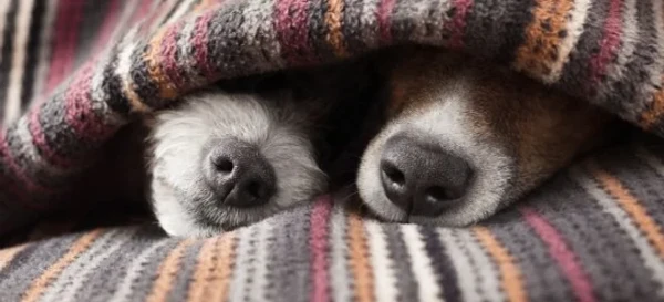 A Guide to Pet-proofing Your House 