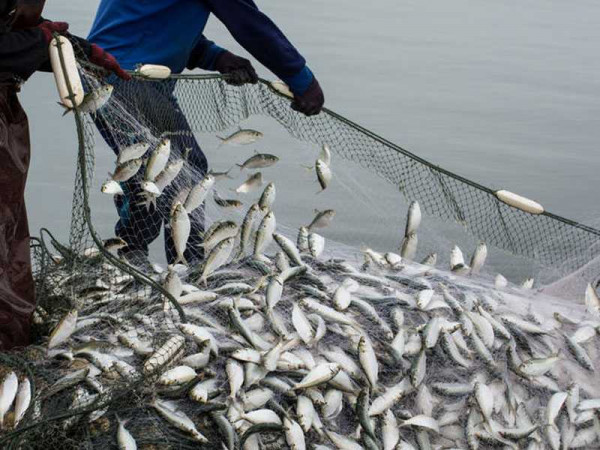 European Union working to protect fish stock