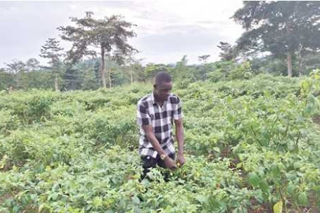 Ghana receives $21.8 million in carbon funds - 560,808 Cocoa farmers benefit 