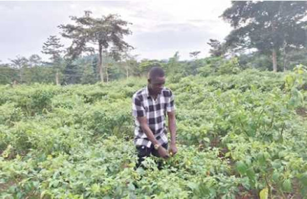 Ghana receives $21.8 million in carbon funds - 560,808 Cocoa farmers benefit 