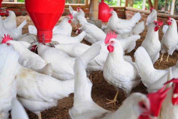 Gov’t has ignored us on ‘Nkukor Nkitinkiti’ initiative – Poultry Association 