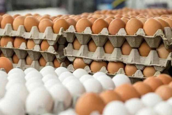 Influx of Cheap Eggs Displaces Local Poultry Farmers in Bono Region