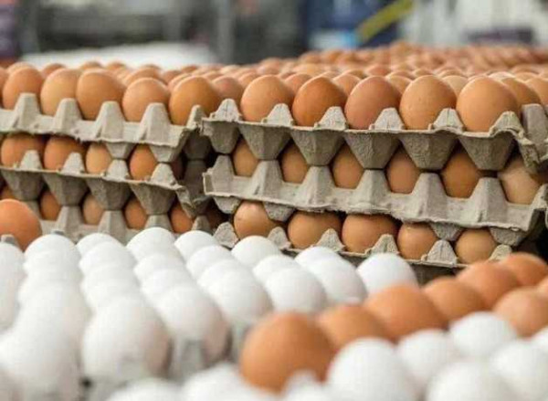 Influx of Cheap Eggs Displaces Local Poultry Farmers in Bono Region 
