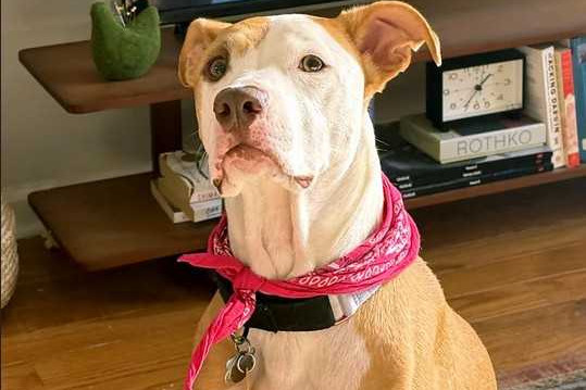 Does music make animals calmer? 