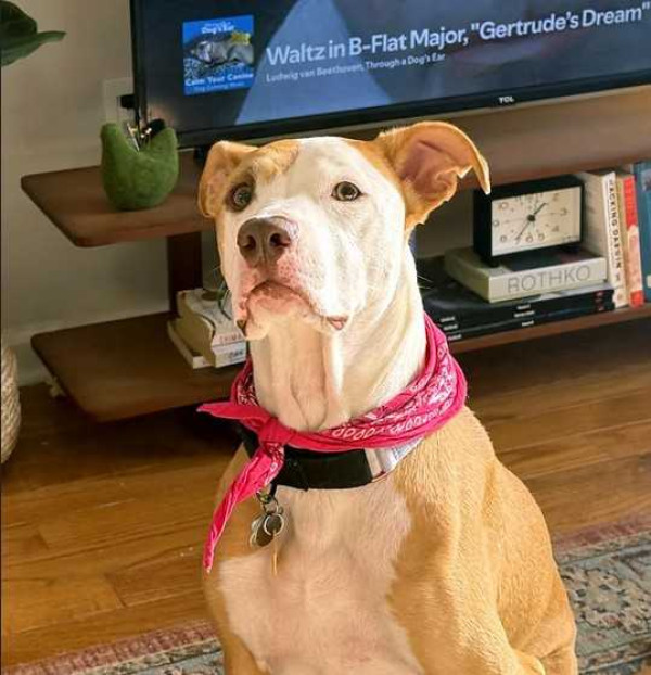 Does music make animals calmer?