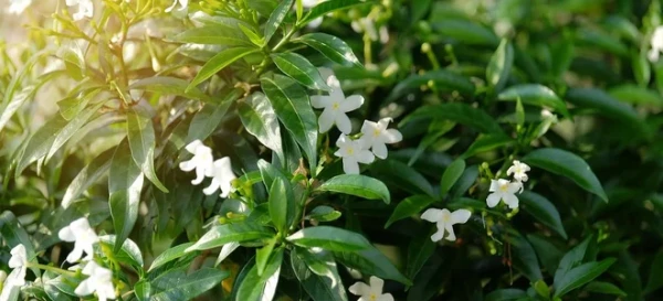 Identifying and Treating Jasmine Diseases 