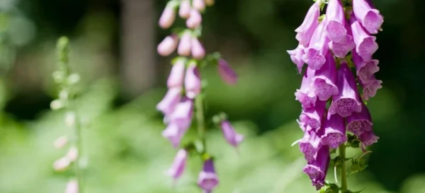 Identifying and Treating Foxglove Diseases 