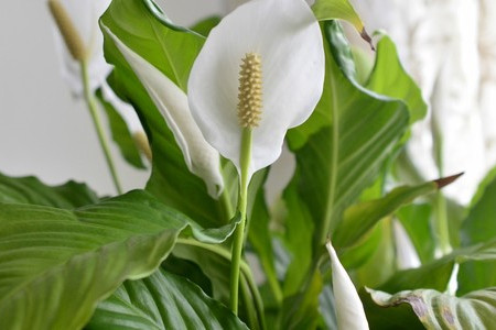 5 Indoor Plants That Are Super Hard To Kill