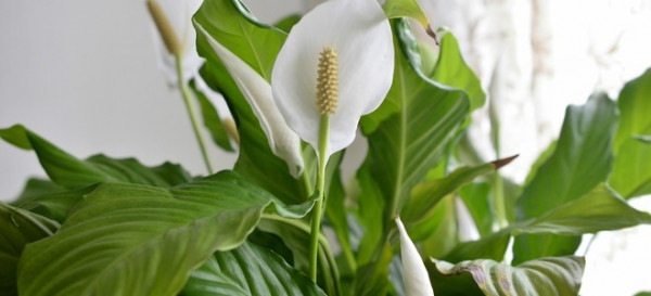 5 Indoor Plants That Are Super Hard To Kill