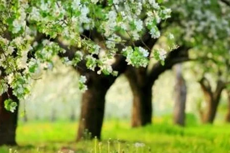 How to Identify Fruit Trees