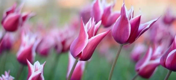 Flowers to Plant for an Early Spring Bloom