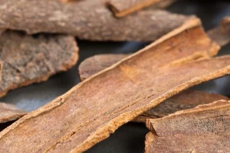 3 Trees with Edible Bark