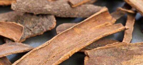 3 Trees with Edible Bark