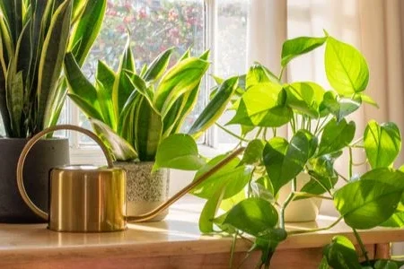10 of the Best Indoor Plants 
