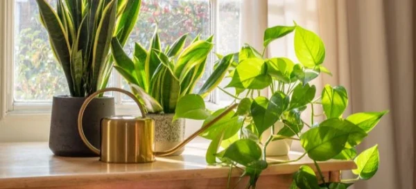 10 of the Best Indoor Plants 
