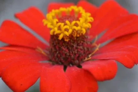 17 Summer Flowers That Wow 