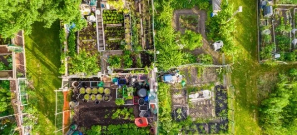 What You Have to Know to Start Homesteading