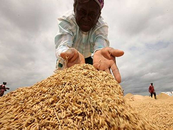 Concerned Farmers Association commends government interventions in the rice industry