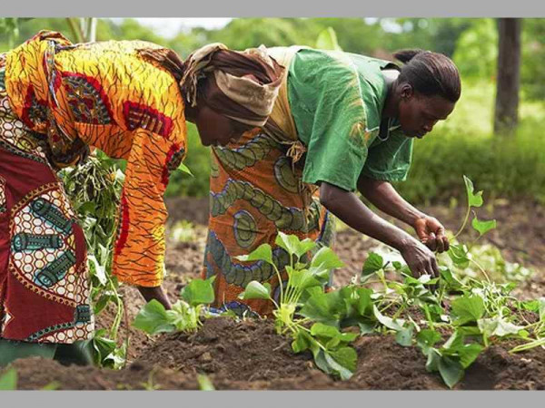 African governments asked to deploy resources for women engaged in agricultural activities