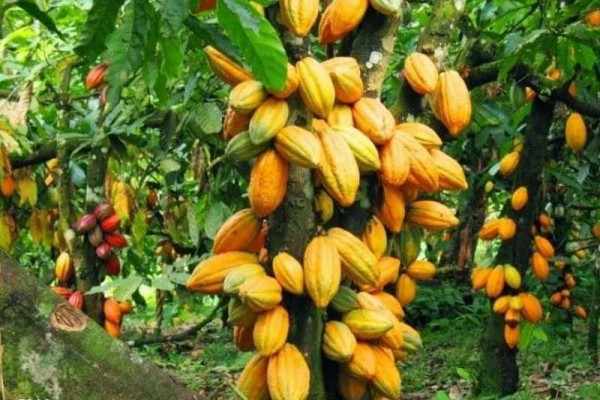 Ghana strives to become world leading cocoa producer-Dr Agyemang-Dwomoh