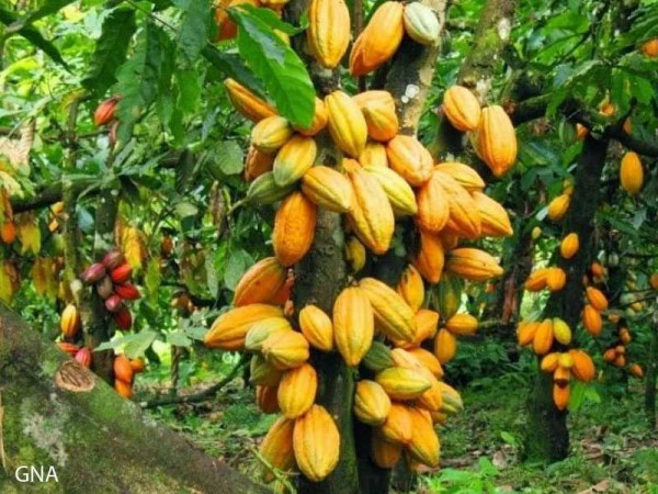 Ghana strives to become world leading cocoa producer-Dr Agyemang-Dwomoh