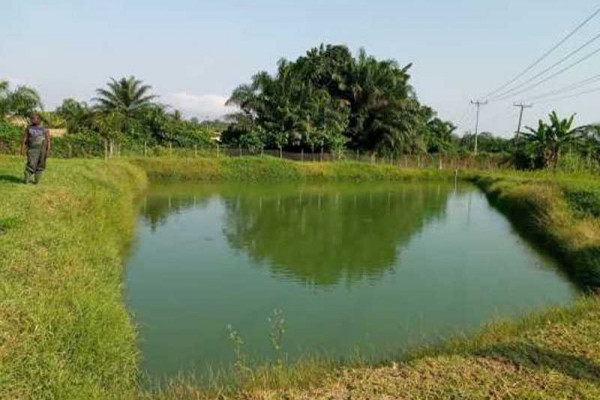 Fisheries Commission to boost fish farming in Eastern Region