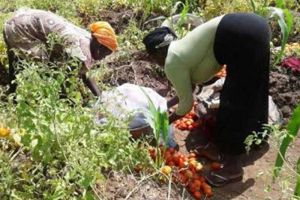 Pigbengben tomato farmers appeal for processing factory