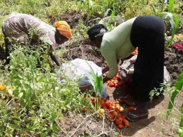 Pigbengben tomato farmers appeal for processing factory