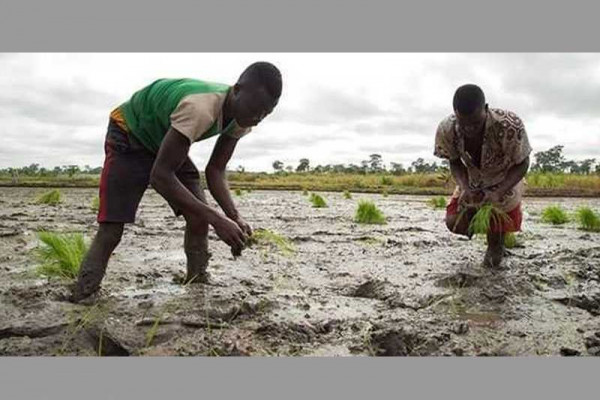 Farmers introduced to modern rice production