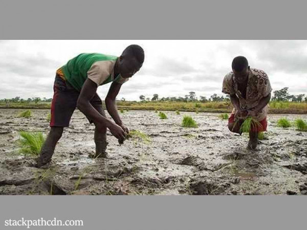 Farmers introduced to modern rice production