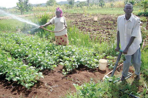 Increased farmer enrolment boosts productivity of PFJ amidst COVID-19